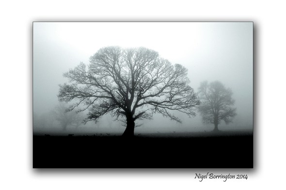 Monday Trees at Coolagh 002