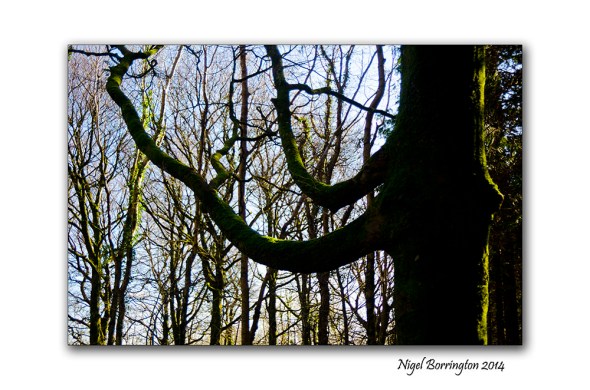 In woodland places 2