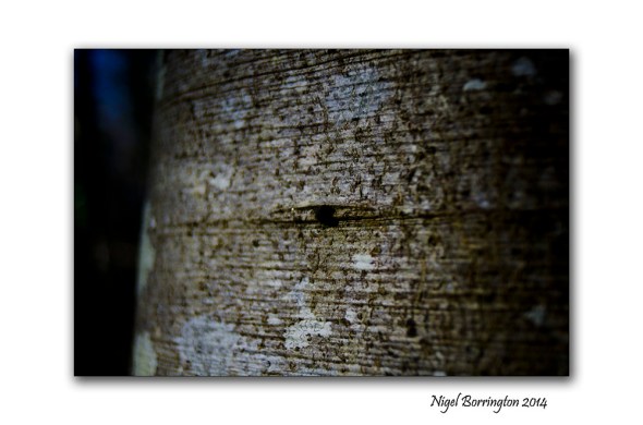 In woodland places 6