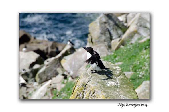 saltees islands 004