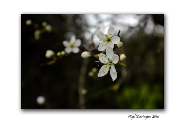 Easter hawthorn bush 02