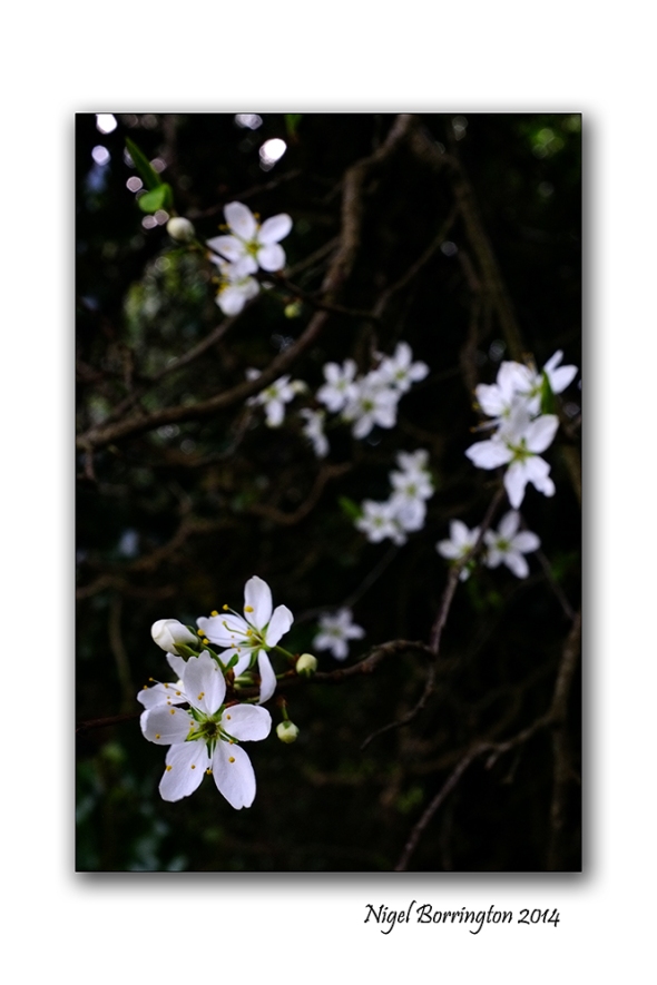 Easter hawthorn bush 03