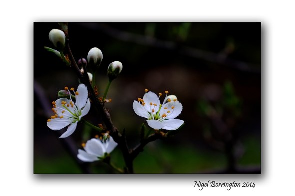 Easter hawthorn bush 05