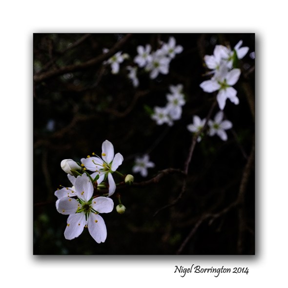 Easter hawthorn bush 06