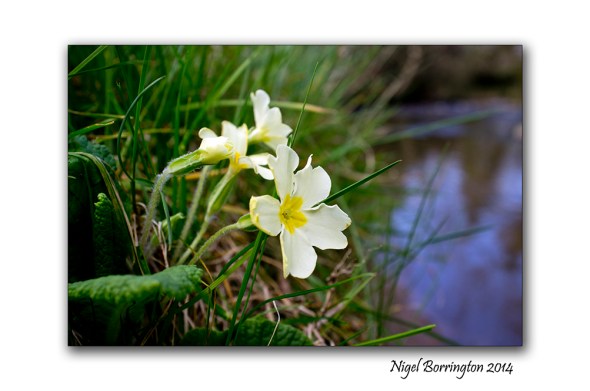 Primrose 04