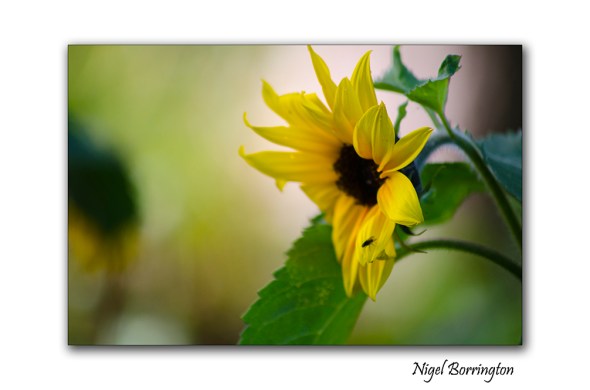 Between the Sunflowers 1