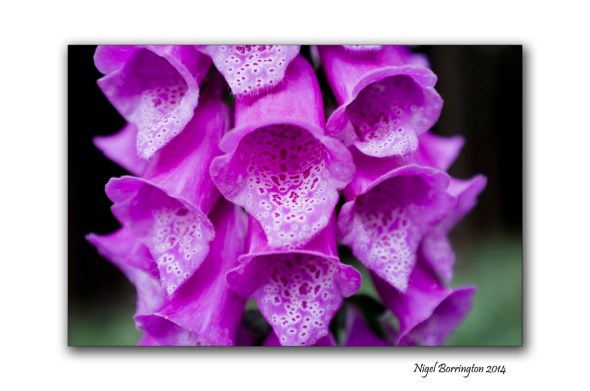 foxglove 1