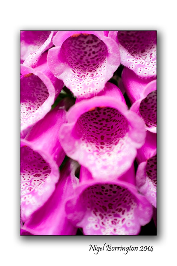 foxglove 3