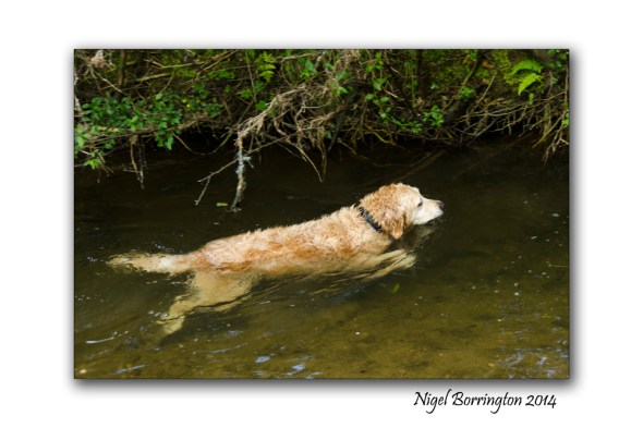 Molly swimming 3