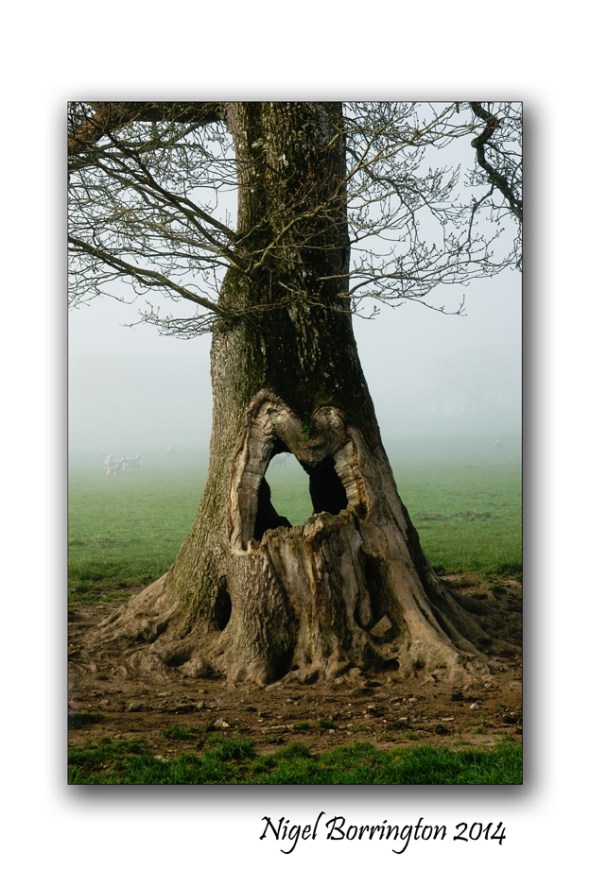 The Tree  Nigel Borrington