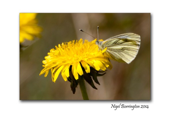 Feeding on the Dandelion 1