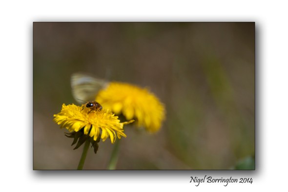 Feeding on the Dandelion 3