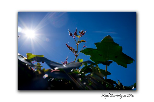 Growing in the bridge 3