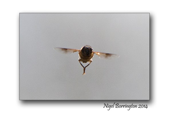 Hover fly 2