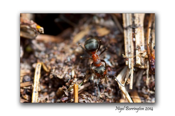Irish wood ants 2