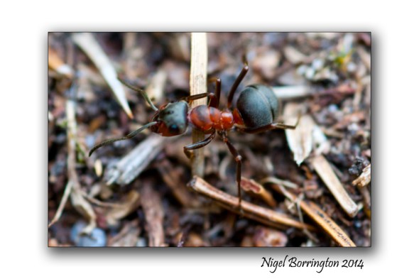 Irish wood ants 8