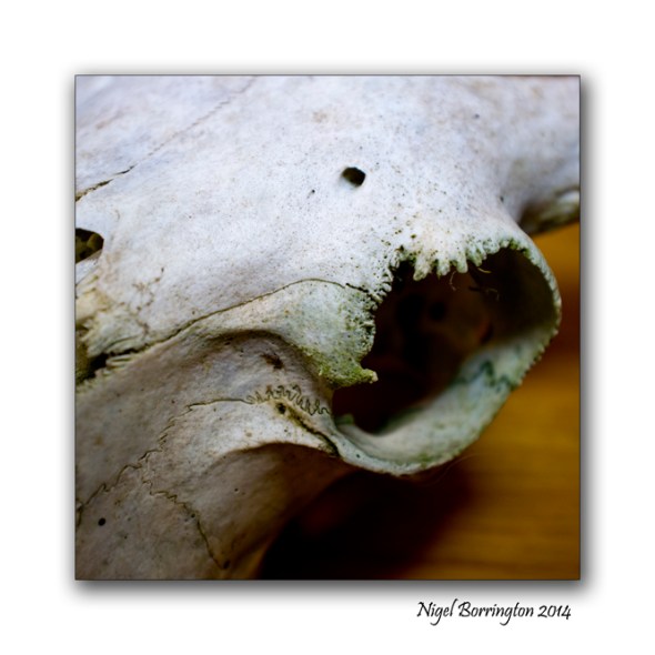 Sheeps Skull oil lamp still life 2