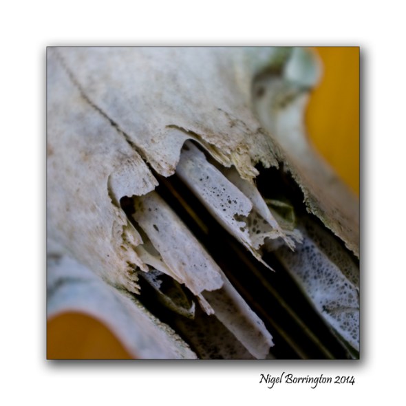 Sheeps Skull oil lamp still life 4