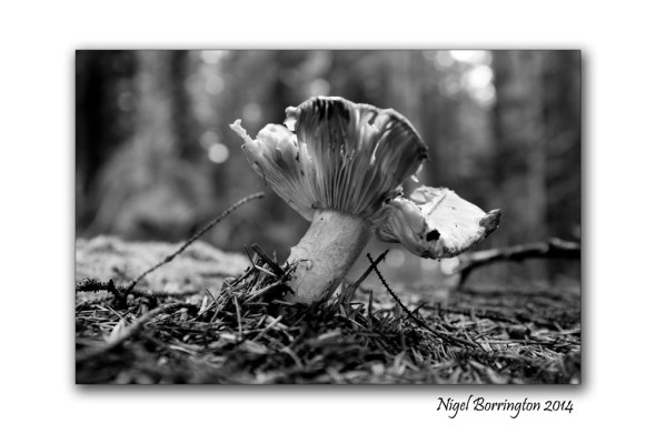 Butter Cap Fungi 1