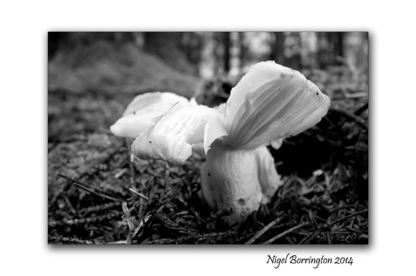 Butter Cap Fungi 2