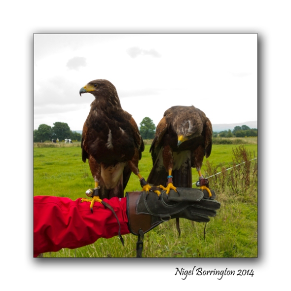 Harris Hawks 3