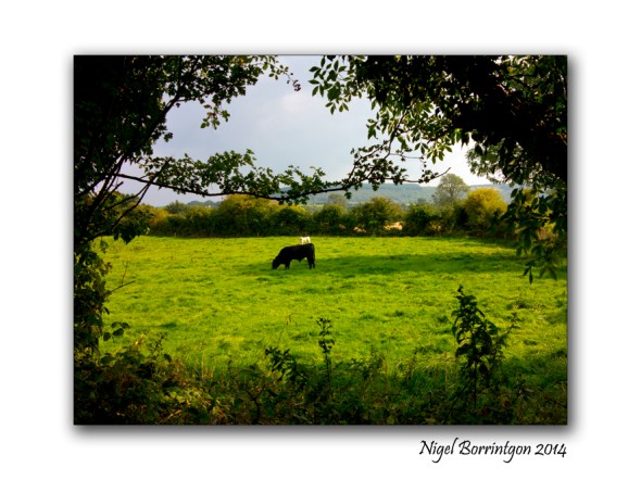 Barrackquarter county Kilkenny 5