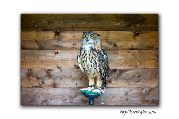 The Eurasian eagle-owl Photography : Nigel Borrington