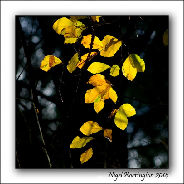 Golden Trees of Autumn 1