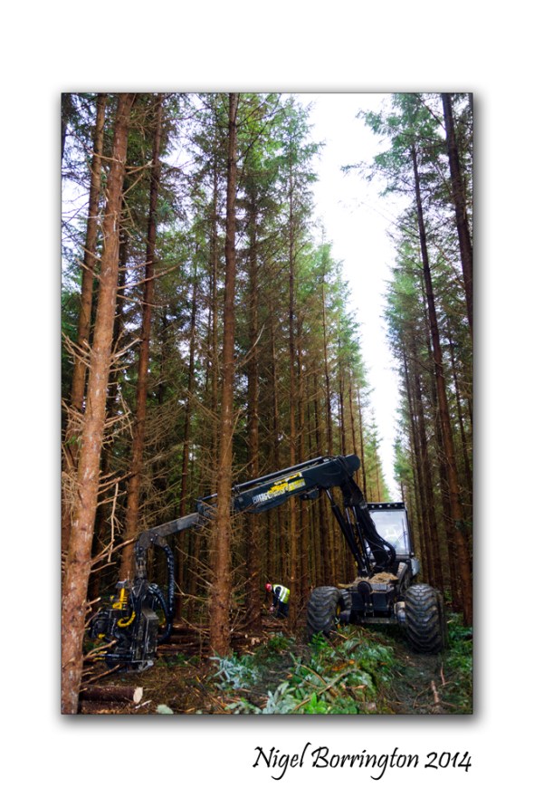 Irish forester work 3