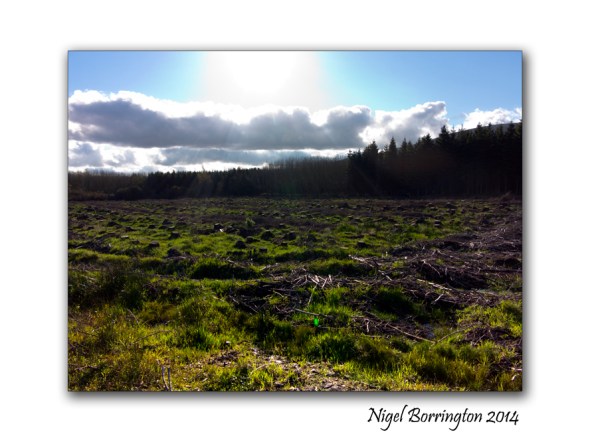 Remains of forest clearance 2