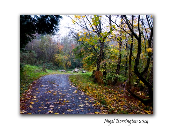 Under the Trees in the rain 5
