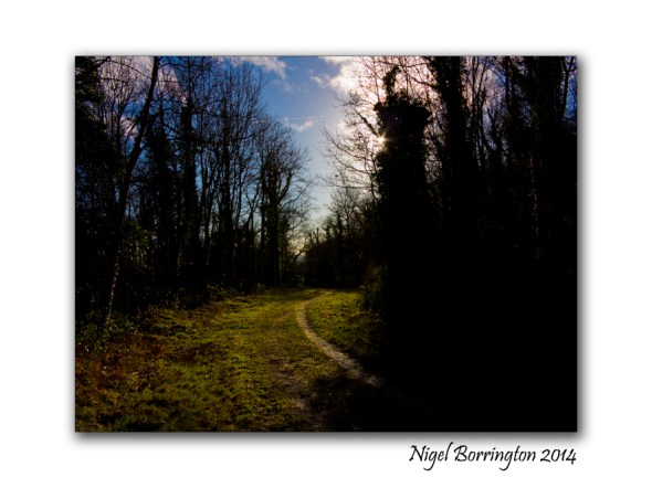 A Morning in Ballykeffe woods 2