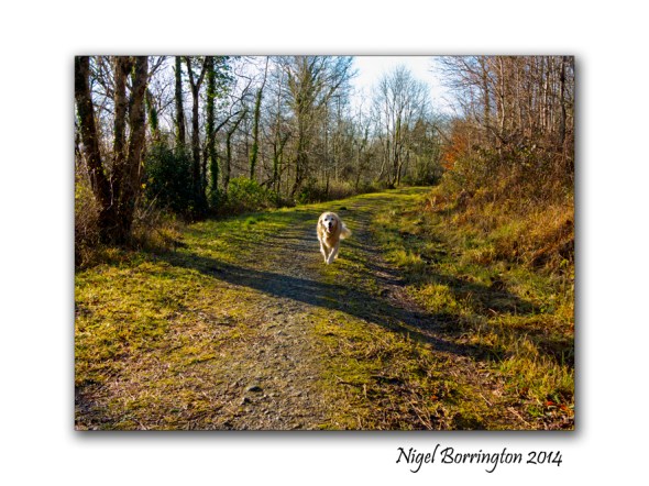 A Morning in Ballykeffe woods 5