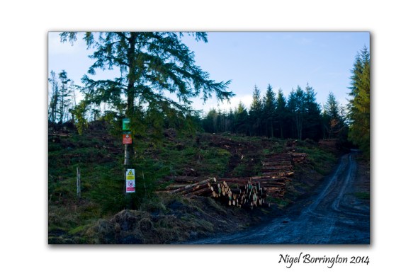 on the forest road 7