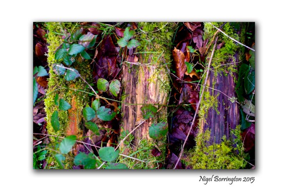 Kilkenny in Winter Woodlands 05