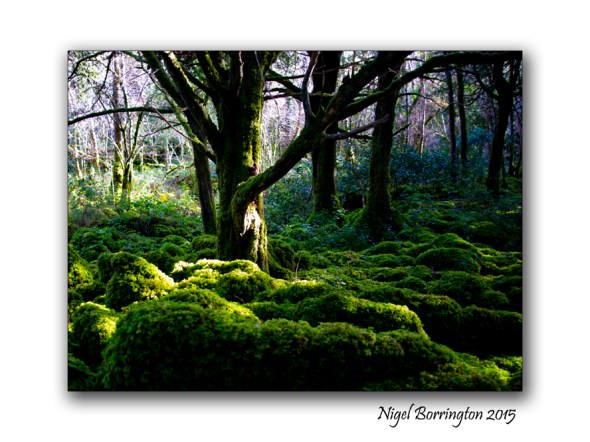 Killarney National Park 6