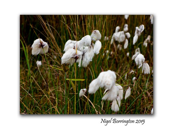 Will I get to see the Bog cotton again 1