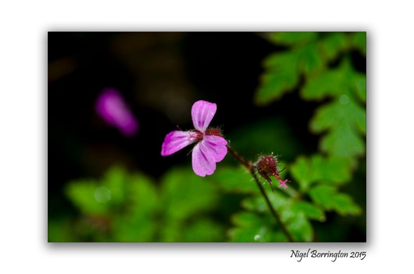 Herb Robert Irish nature Photography : Nigel Borrington 