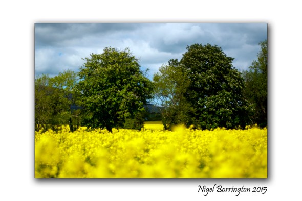May Rapeseed 2015 1