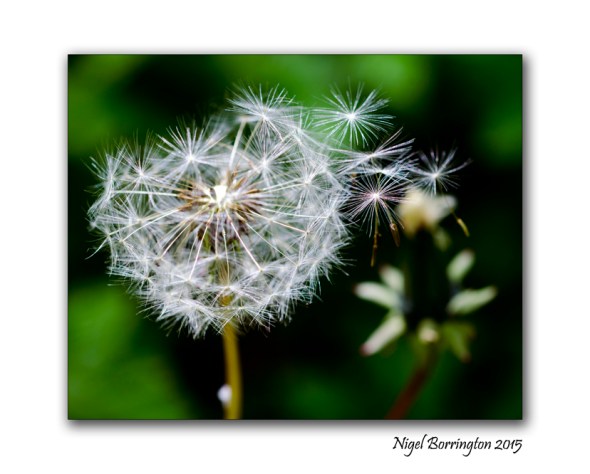 The Growth of a seed Nature Photography : Nigel Borrington