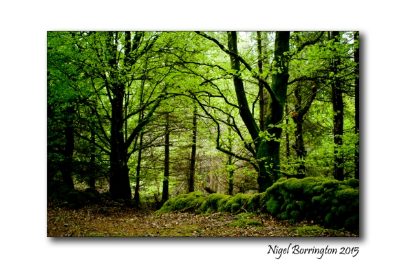 Irish woodlands 1