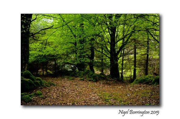 Irish woodlands 2