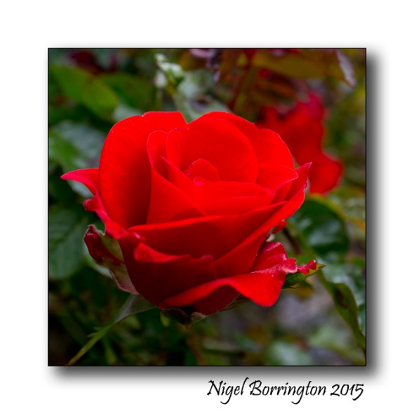 Like a Red Rose on June Nigel Borrington  
