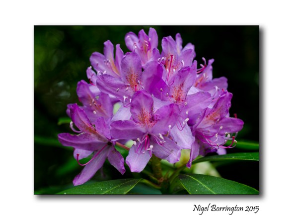 Rhododendro full