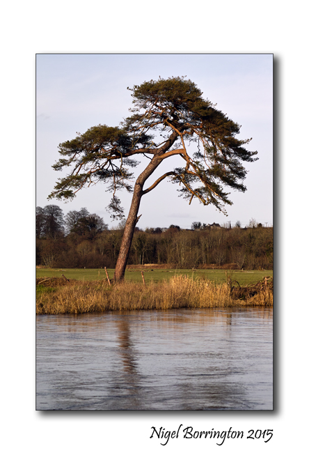 Tree by the river Barrow Kilkenny 