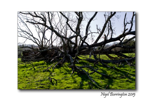 When Great trees fall 3