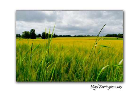 burnchurch fields county Kilkenny