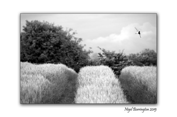 Kilkenny landscape images  August in black and white 5