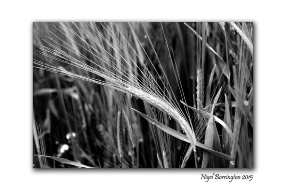 Kilkenny landscape images  August in black and white 6