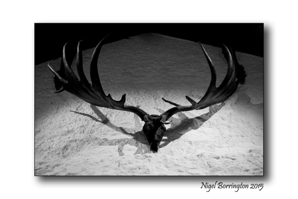 Irish Elk ,  At : Castle St., Cahir, Co. Tipperary